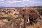 safari porini