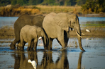 des chutes victoria à l'okavango