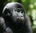 ouganda - rwanda, spécial primates