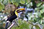 toucans, volcans et sable blanc