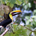 toucans, volcans et sable blanc