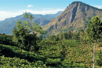 entre montagnes et jardins de thé