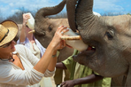 un éléphant pour la vie