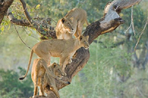 le parc kruger autrement...