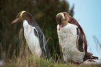 vie sauvage aux antipodes