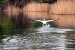 contrées sauvages du delta du danube
