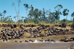 la grande migration du serengeti