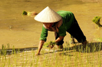 du yunnan au tonkin