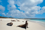objectif galápagos