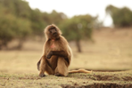 route historique, trek simien et dallol