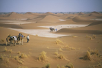 dunes et palmeraies de l'oued drâa