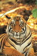 tigres, temples et fleuves sacrés