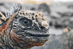objectif galápagos