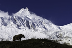 tour du manaslu