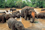 bouddhas et éléphants du sri lanka