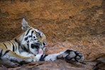 tigres et maharajas...