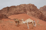 camp nomade du wadi rum, pétra