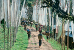 sikkim et trek du singalila