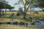 safari d'antan