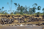 la grande migration du serengeti