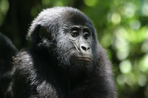 ouganda - rwanda, spécial primates