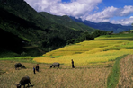 total vietnam