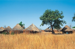 sénégal oriental, la randonnée du caméléon