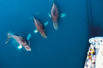 faune et glaces de l'antarctique