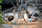 on a marché sur les galápagos !