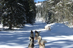traîneau à chiens au pays des sami