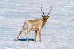 caribous de la baie d'ungava