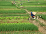 héritage du vietnam + extensions découvertes sapa ou dien-bien-phu