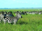 afrique du sud
