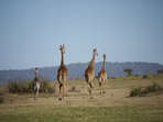 safari kilimandjaro + extensions balnéaires selon votre choix