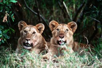 kenya / tanzanie