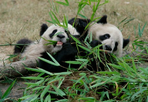 pandas et piments : bienvenue au sichuan !