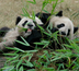 pandas et piments : bienvenue au sichuan !