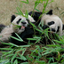 pandas et piments : bienvenue au sichuan !