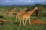 savane et plages du kenya