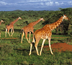 savane et plages du kenya
