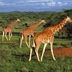 savane et plages du kenya