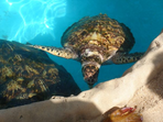 tortues et cocotiers à bahia : les enfants adorent !
