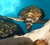 tortues et cocotiers à bahia : les enfants adorent !