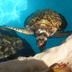 tortues et cocotiers à bahia : les enfants adorent !