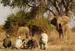 selous, ruaha et pemba, l'autre tanzanie...