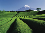 le japon, entre modernité et tradition