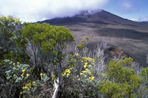 réunion créole