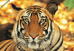 tigres de luxe ! taj baghvan dans le parc de pench.