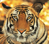 tigres de luxe ! taj baghvan dans le parc de pench.