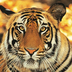 tigres de luxe ! taj baghvan dans le parc de pench.
